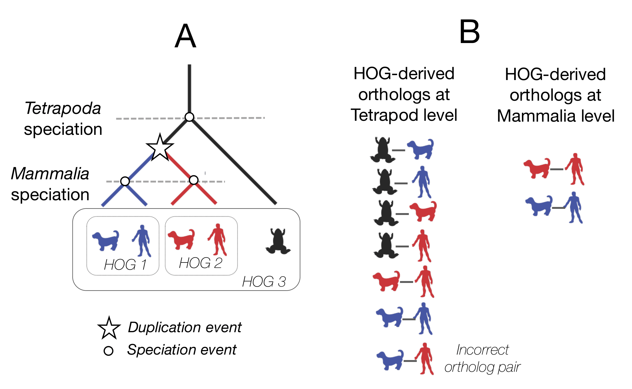 Simple evolutionary scenario